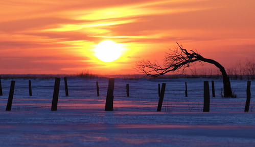winter sunset sun snow canada field silhouette fence soleil hiver neige champ coucherdesoleil cloture blueribbonwinner québec dazzlingshots photoquébec