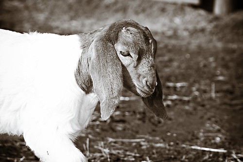 farm goat northcarolina 2008 karens trenton 4psranch