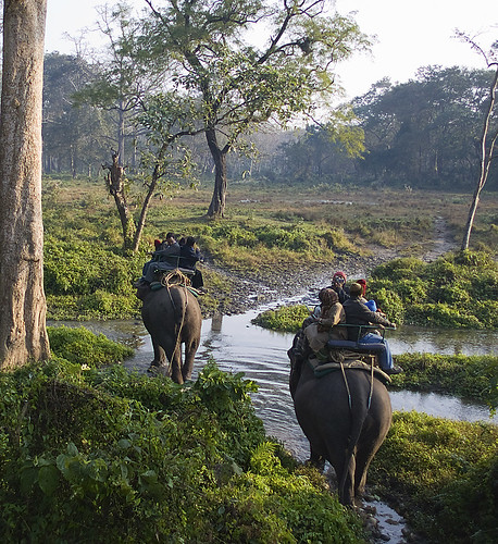 india west forest wildlife bengal elephantride doars jaldaparawildlifesanctuary
