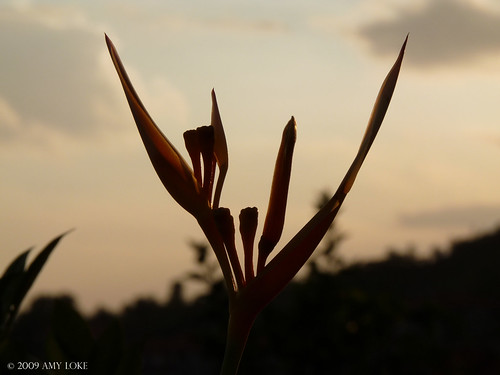 plants macro sunsets