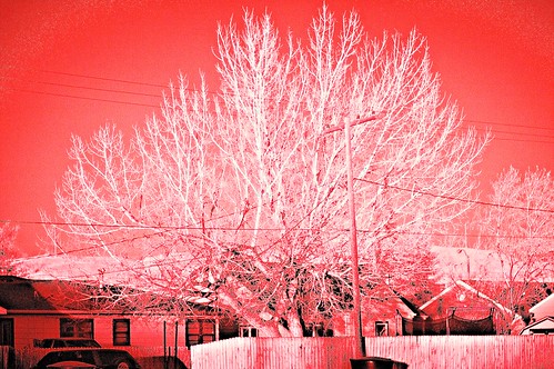 red tree canon eos filter infrared infra hoya r72 40d