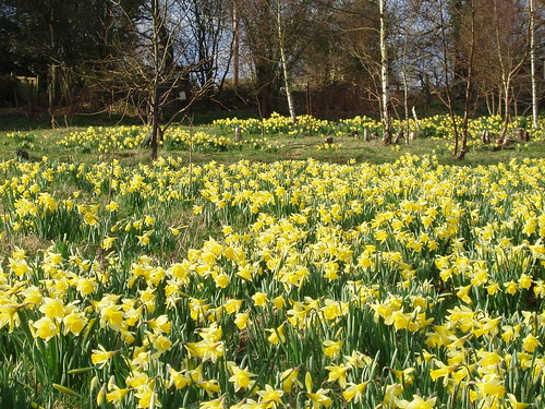 Daffodil field
