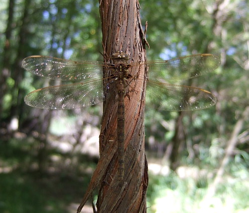 park female river insect crossing dragonfly michigan indian trails fawn raisin darner tecumseh odonata boyeria vinosa