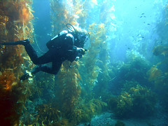 Scuba Diving Cape Town