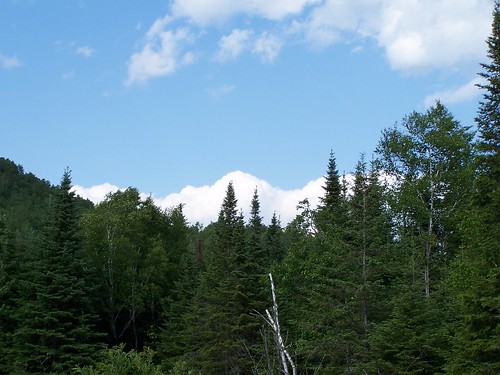 clouds nuages conifers deciduoustrees pinaceae coniferae conifères pinacées arbresfeuillus