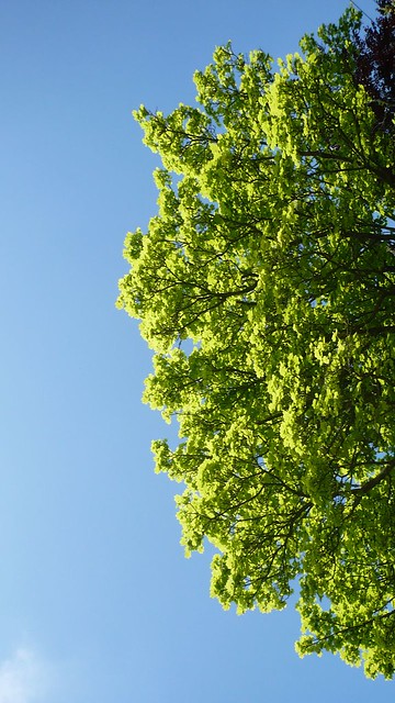 A very green oak