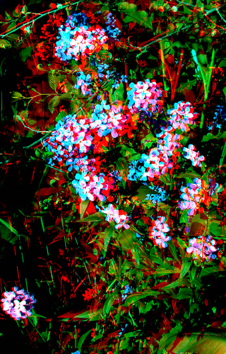 plant flower stereoscopic stereophoto 3d spring weed scenic anaglyph anaglyphs redcyan 3dimages 3dphoto 3dphotos 3dpictures stereopicture
