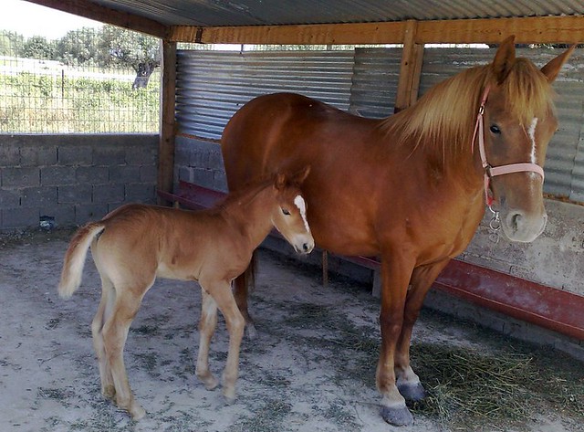 Filly and foal