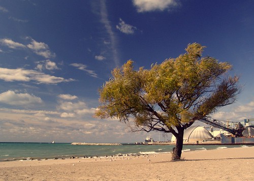 ontario canada tree beach sand lakehuron goderich
