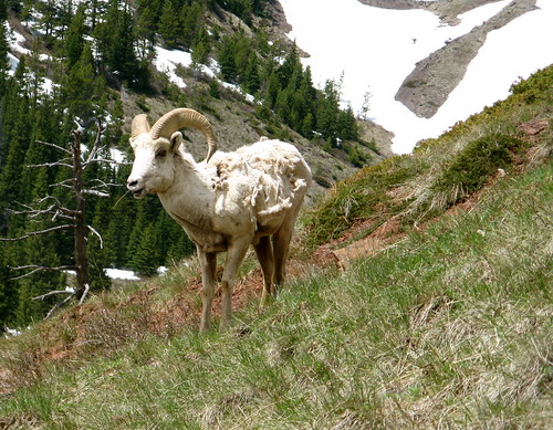 wild mountains animals outdoors montana sheep hiking scenic bighorn bighornsheep rockymountainfront