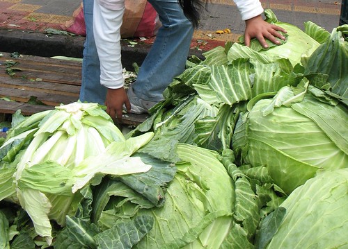 giant cabbages