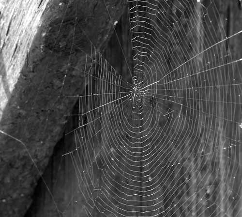 blackandwhite spider web spiderweb f1crazed