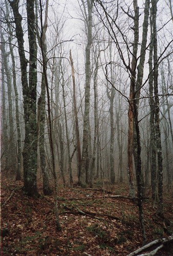 mist canada fog woods novascotia wentworth 1990 bearhunt 10millionphotos