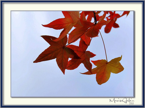 autumn galicia otoño acoruña betanzos nikond60 marisagabín