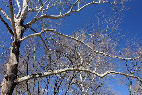 virginia richmond parks localparks maymont treessky baretrees blueskies winter february2009 february 2009 canon241054l