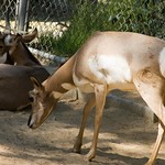 Los Angeles Zoo 036