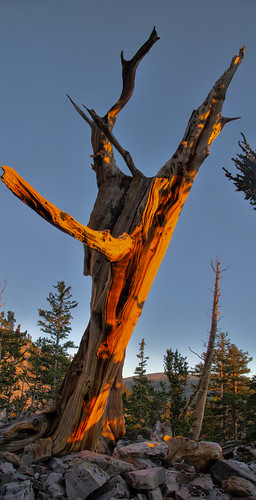 sunrise nationalpark pines hdr bristlecone greatbasin pinuslongaeva xti vertorama oldestlivingorganism