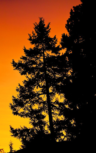 sunset orange tree yellow delete10 delete9 geotagged whistler delete5 delete2 delete6 delete7 delete8 delete3 delete delete4 geo:lat=50089275 geo:lon=12301147