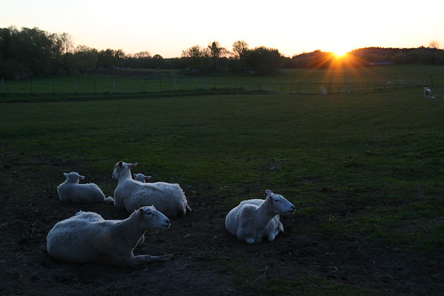 sunset sun home field norway evening sheep farm may lambs nordland meløy britamora