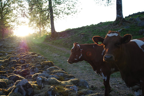 sunset cow cows