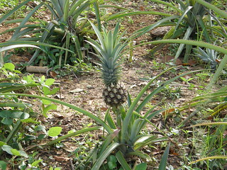Piña cultivada (Ananas)