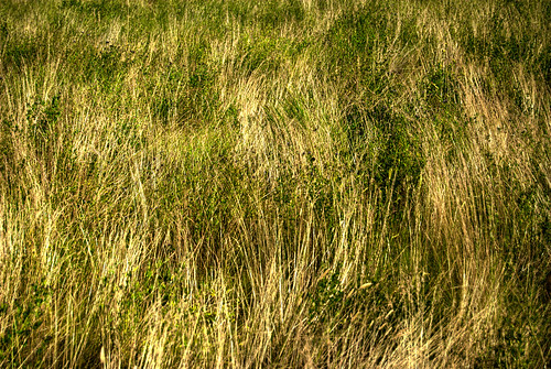 canada grass geotagged alberta coulee medicinehats