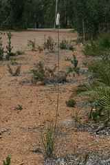Xanthorrhoea gracilis (Graceful Grass Tree)