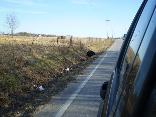 road dead cow ditch side shoulder dekalbcounty