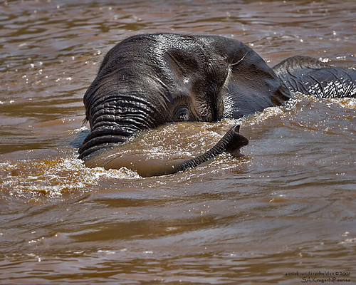 African elephant in brown Luvuvhu river