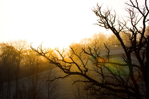morning sun tree fog sunrise geotagged woods nebel rays ra sonne wald morgen baum niederösterreich romantik loweraustria strahlen götterdämmerung altlengbach geo:lon=15949488 geo:lat=48156295