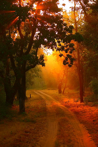 road india nature sunrise canon landscape eos tiger sunray dirttrack bandhavgarh jabalpur 450d canonefs55250mmf456is aksveer