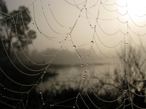 morning mist nature monochrome misty fog sunrise insect spider dewdrops florida spiders web arachnid foggy monochromatic pearls dew raindrops webs