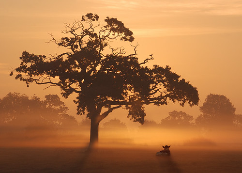 mist sunrise cows