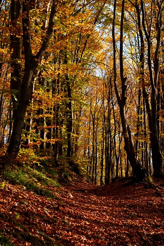autumn leaves forest 50mm path toamna brasov frunze padure nikond80 poteca
