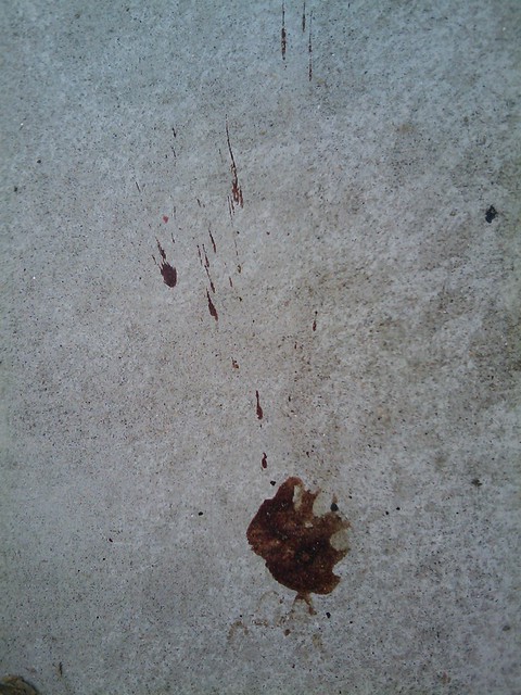 paw prints, spattered blood