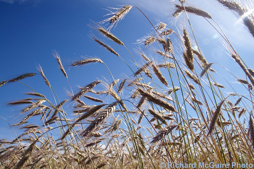 ontario canada field barley farm grain waterford