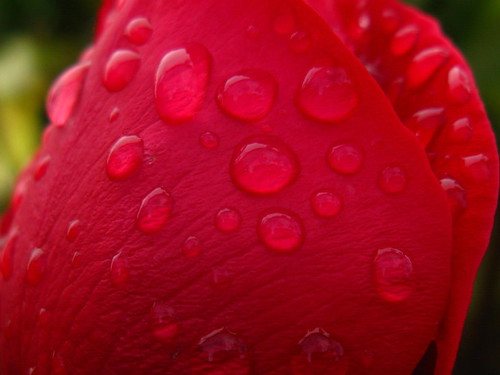 uk red flower macro nature wet rain rose harlow cropped essex