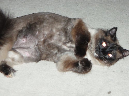 Demon shaved kitty