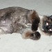 Demon shaved kitty