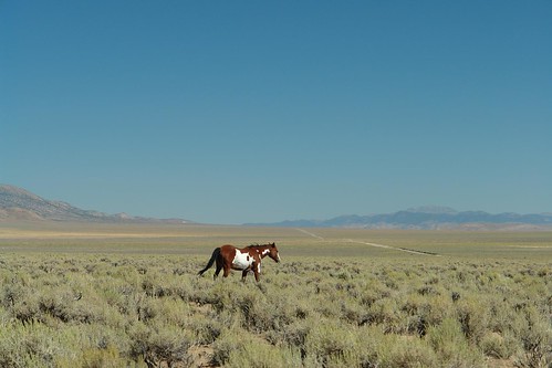horse desert natural nevada au forgotten endagered naturepix paintedpony monitorvalley