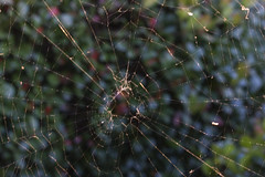 Orb Weaver Web Sunset