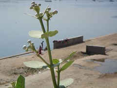 Sabarmati River, Ahmedabad