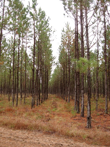 trees georgia agriculture recovery silviculture
