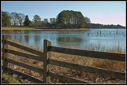water fence d50 geese country maryland easternshore easton talbot delmarva talbotcounty countryfnece