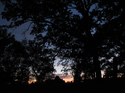 trees sunset nature dark