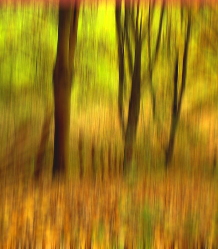 woodland motionblur whitchurch t189 excapture aftergauguin