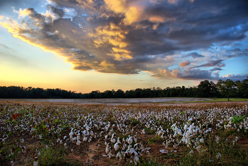 sunset field cotton d80