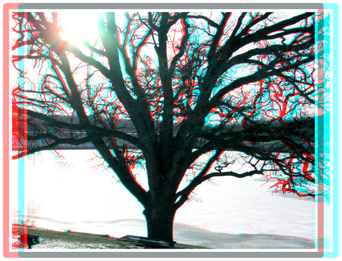park old trees winter wild sun lake plant ice creek stereoscopic stereophoto 3d branches rustic scenic anaglyph iowa trail trunk siouxcity redcyan 3dimages 3dphoto 3dphotos 3dpictures siouxcityia stereopicture