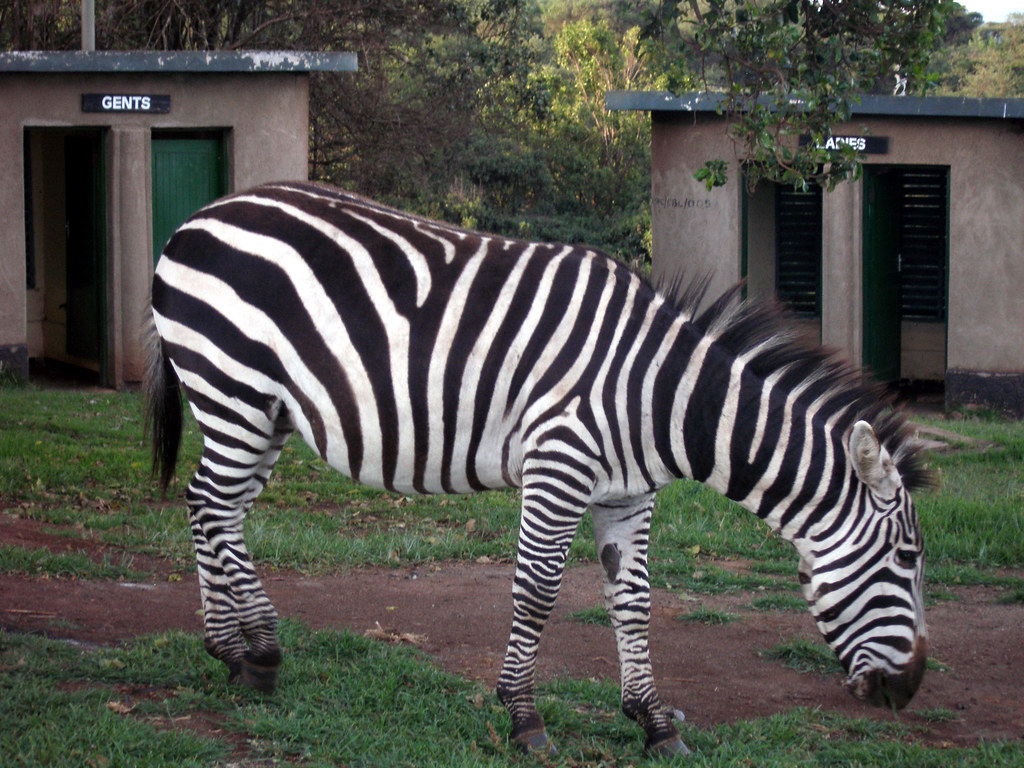 zebra08