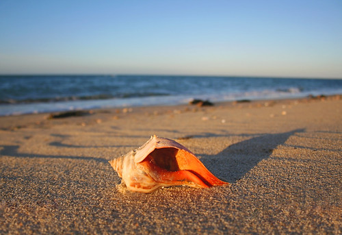 beach capecod shell nantucket whelk